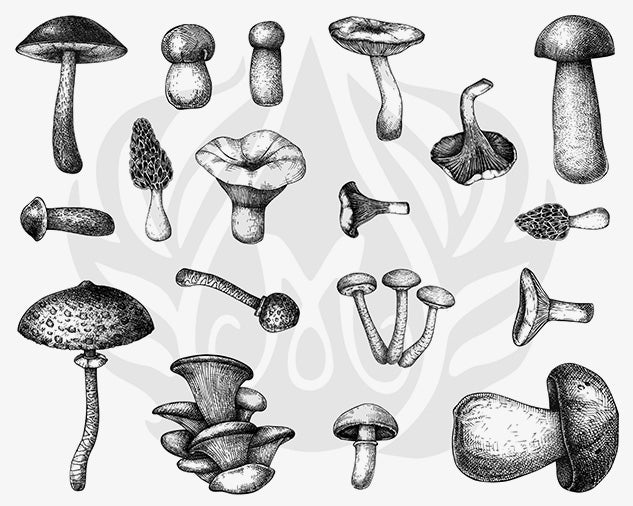Mushroom Silkscreen - Clay Revolution