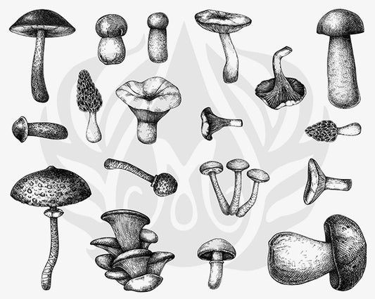 Mushroom Silkscreen - Clay Revolution